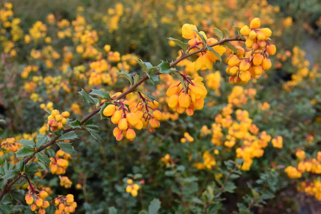 Berberis darwinii 30-40 cm